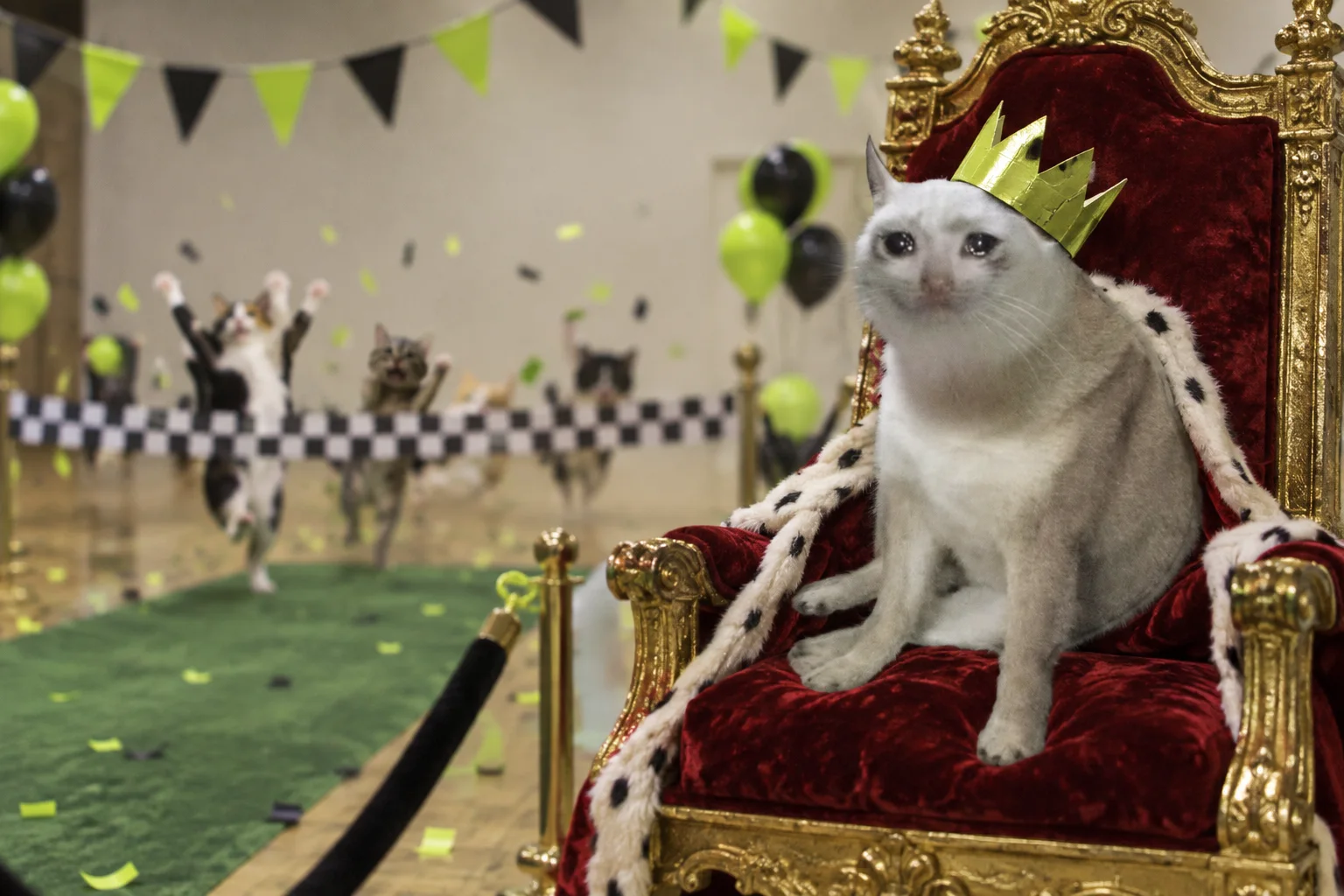 The grey CASHCAT sits crowned as other cats cross the finish line